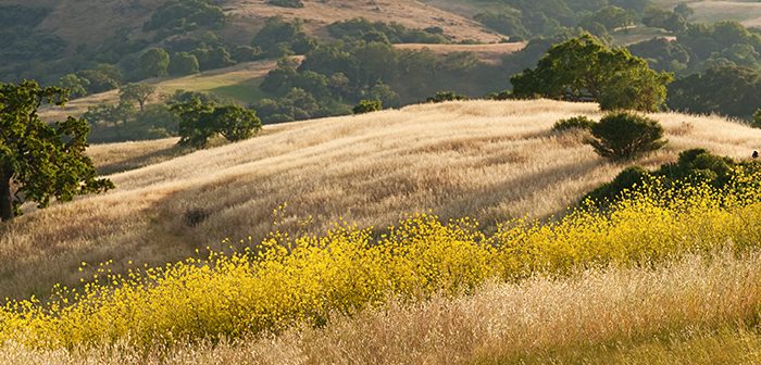 Panorama of golden California hills and mustard field